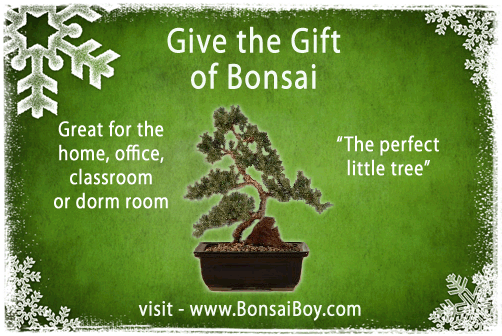 Elevate Your Space with Beautiful Bonsai Trees – 10% Off When You Buy 3 or More!