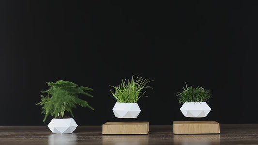 Transform Your Space with the Levitating Air Bonsai Pot